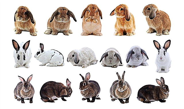 Quais raças de coelhos são compatíveis para cruzar