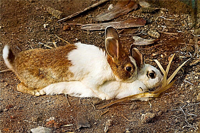 Mating rabbits