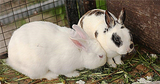 Causas de estornudos en conejos y métodos de tratamiento.
