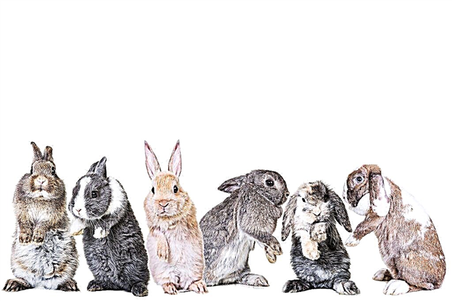 Los fundamentos de la cría de conejos para principiantes