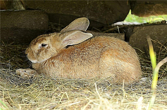 Various meat breeds of rabbits