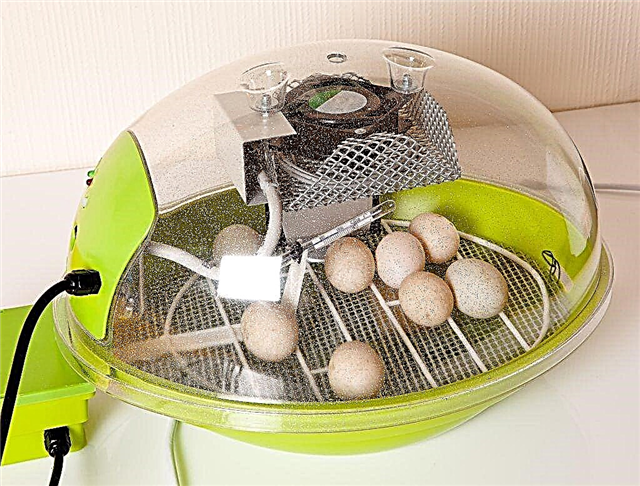 Temperature regime in an incubator for chicken eggs