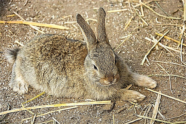 Sintomas e tratamento do HBV em coelhos