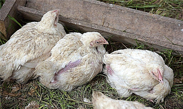 كيفية التخلص من الطفيليات في الدجاج في حظيرة الدجاج