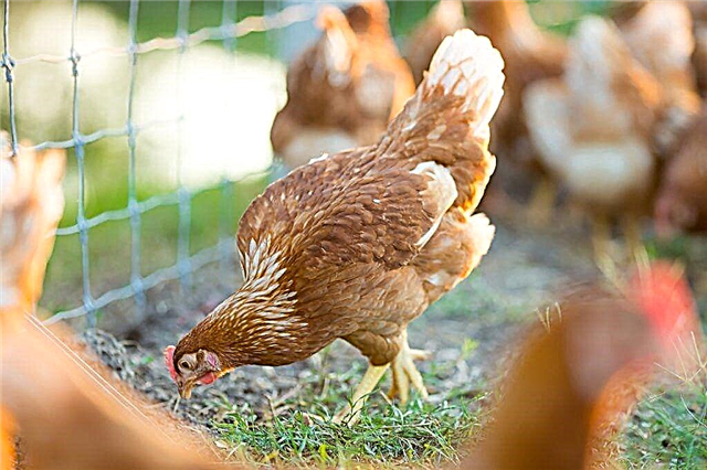 أعراض الباستريل في الدجاج وطرق العلاج