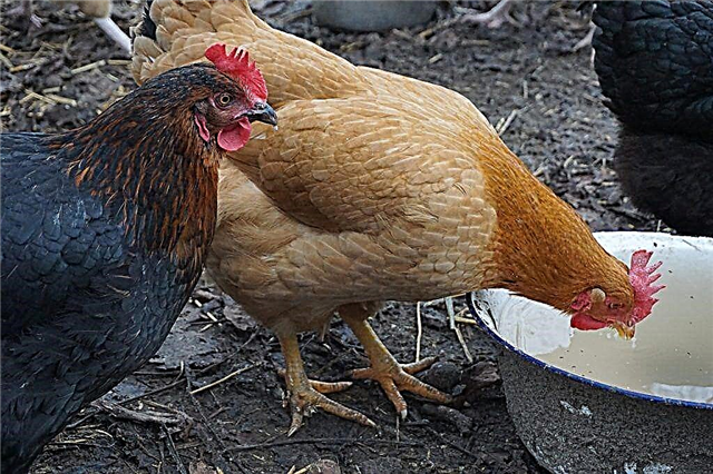 Várias opções para tigelas caseiras para galinhas
