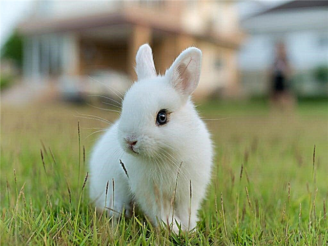 La durata della vita dei conigli nani