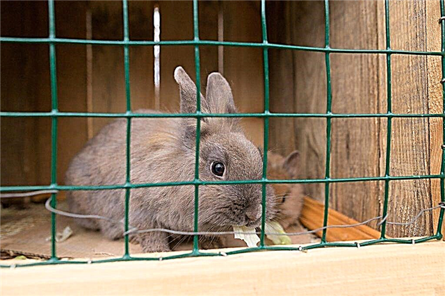 How to make a cage for a decorative rabbit yourself