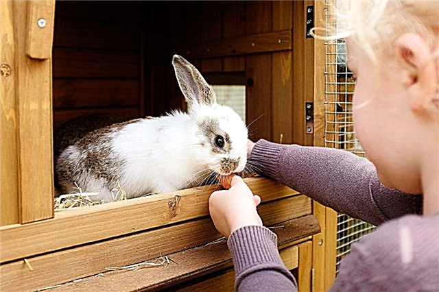Rabbit cage disinfection methods