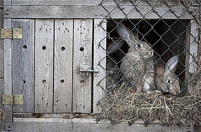O que fazer se um coelho mastigar uma gaiola de madeira