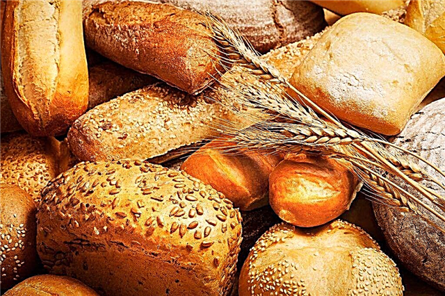 Είναι δυνατόν να εισαγάγετε ψωμί στη διατροφή των κουνελιών