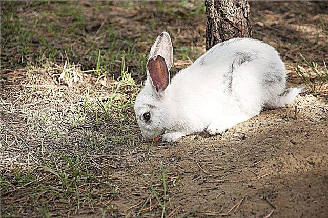 Rules for breeding rabbits in the pit