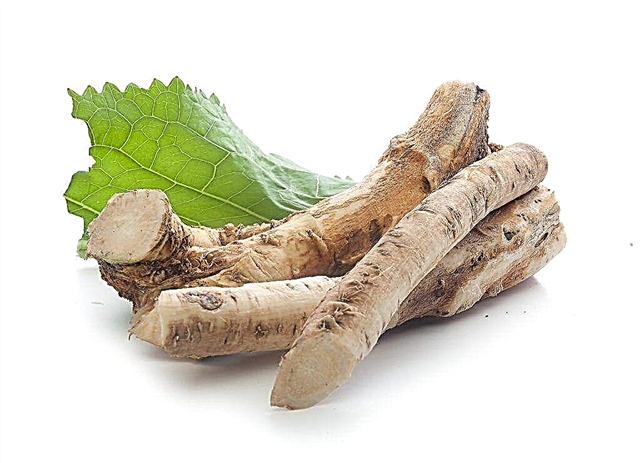 Is it possible to introduce horseradish leaves and stalks into the diet of rabbits