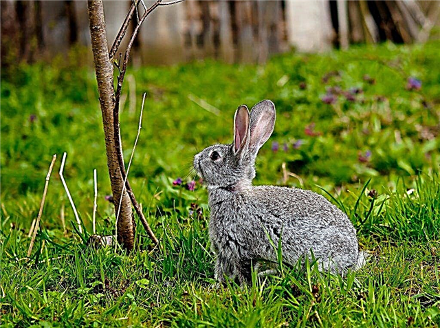 ¿Qué tipo de ramita se puede dar a los conejos?