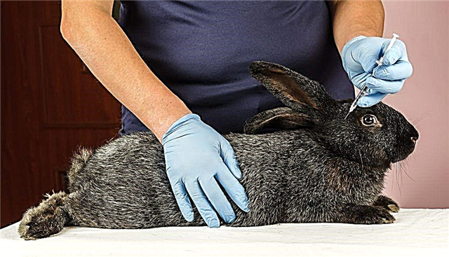 The use of vaccinations in rabbits against myxomatosis and vgbk