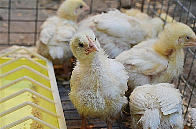 Por qué los pollos de engorde pueden no crecer