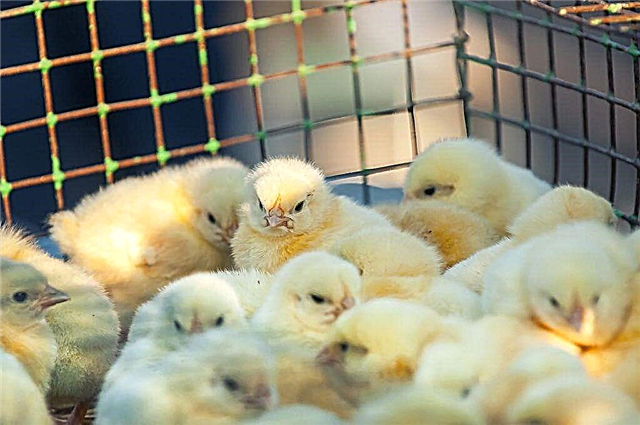 Como hacer una jaula de pollo