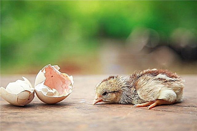 Merkmale von schlüpfenden Hühnern aus Eiern