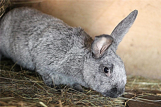 Rabbits of breed silver
