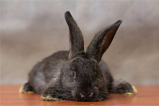 Okroli rabbits at home