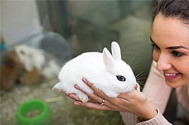 Wat te voeren en wat kan een decoratief konijn eten