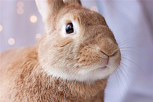 Principali malattie degli occhi nei conigli e loro trattamento