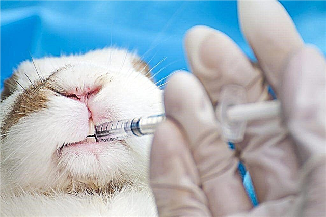 Quelle est l'importance du vaccin associé pour les lapins