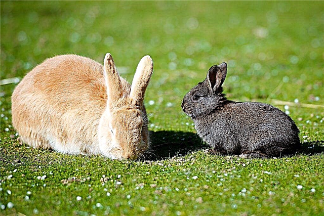 Årsaker til at en hunnkanin spiser kaninene sine