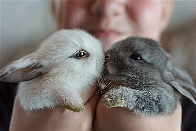 Perché un coniglio può avere gli occhi acquosi?