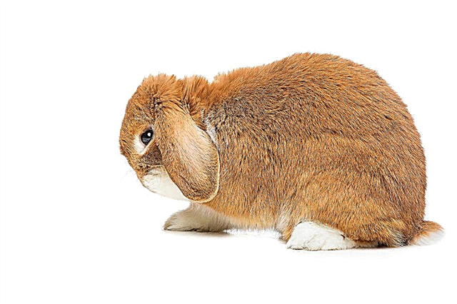 How to treat ear scabies in rabbits