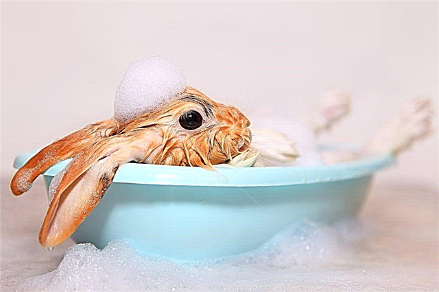 كيف تغسل أرنبك بشكل صحيح