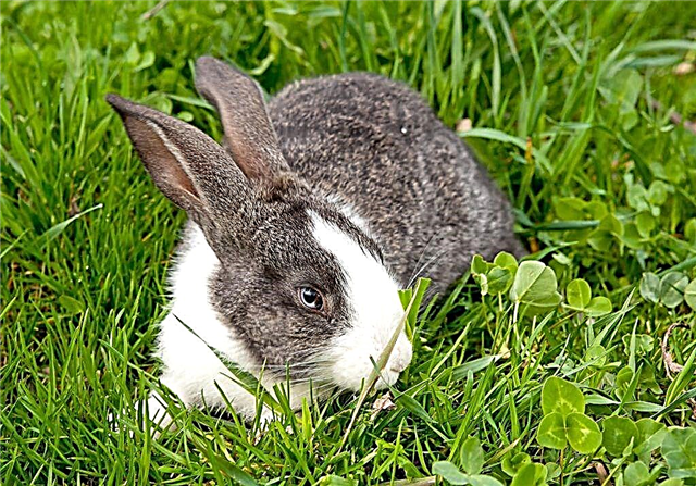 أسباب التهاب الجلد في الأرانب