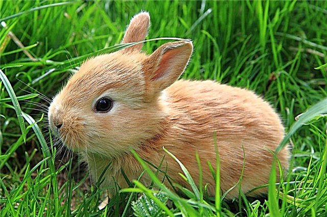 Tratamiento de una garrapata en conejos