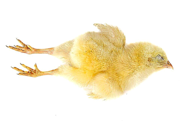Warum können Hühner sterben?