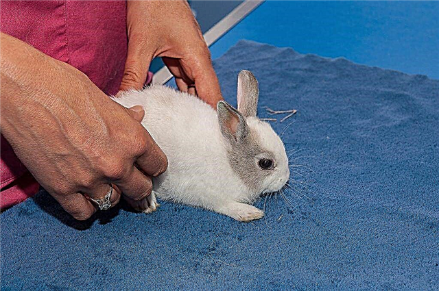 Why does diarrhea occur in rabbits?