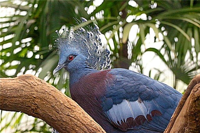 Characteristics of the Crowned Pigeon