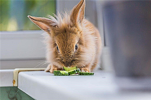 É possível introduzir pepinos na dieta de coelhos