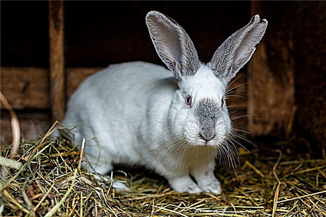 Causes of a hernia in a rabbit