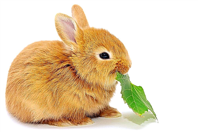 What leaves of fruit trees can be added to the diet of rabbits