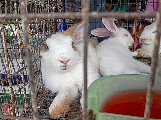 Enheden til et bur til kaniner ifølge Zolotukhin-metoden