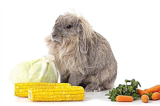 Hur man introducerar majs i kosten för kaniner och är det möjligt att ge blad, kolvar