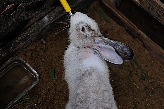 Das Gerät der Nippeltrinker für Kaninchen