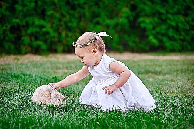 Allergie aux lapins domestiques chez un enfant