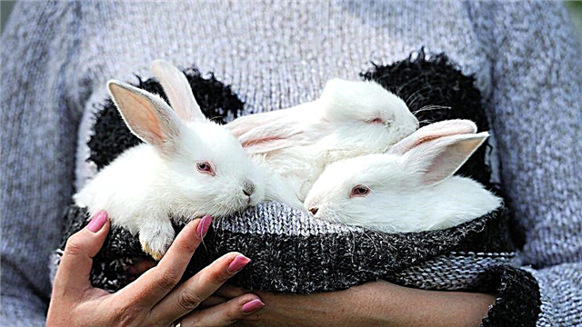 Wie man neugeborene Kaninchen unabhängig ohne Mutterkaninchen füttert