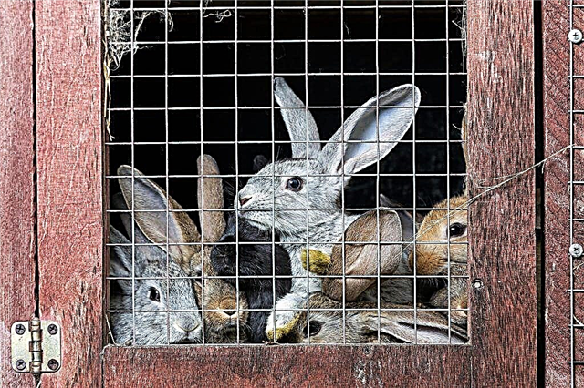 Chov králíků jako podnikání doma