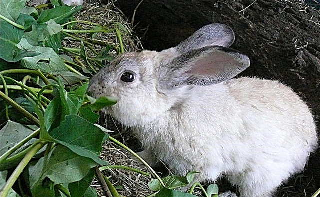 ما يأكله الأرانب في الطبيعة