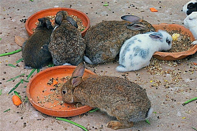 Cuidado de conejos durante el crecimiento y desarrollo