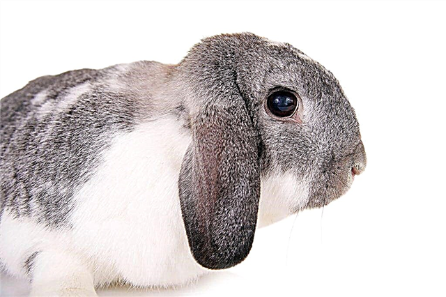 Care for the lop-eared dwarf rabbit of the ram breed