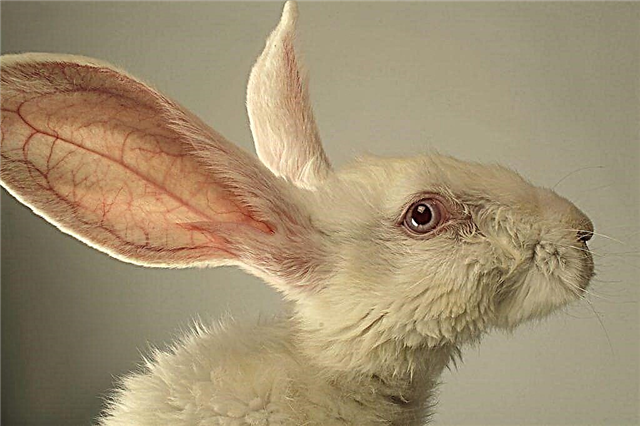 Cosa fare se gli occhi del coniglio si infiammano e si deteriorano