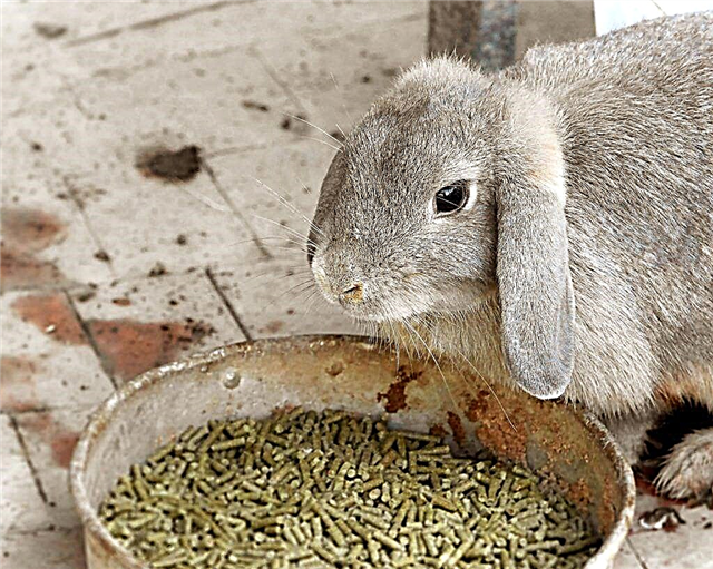 How much feed does a rabbit usually eat per day?